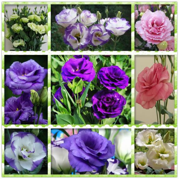 Name:  Original-Pack-50-seeds-lot-Bonsai-Eustoma-Grandiflorum-Flower-Seeds-France-lisianthus-Seeds-Turk.jpg
Views: 1382
Size:  75.1 KB