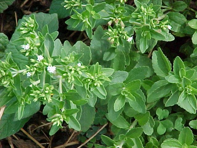 Name:  Stevia_rebaudiana_p3.jpg
Views: 1333
Size:  66.0 KB