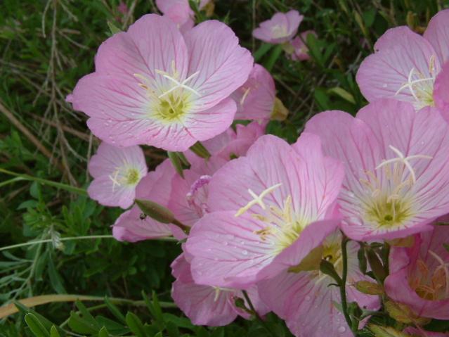Name:  Photos Use%5COenothera speciosa fl.jpg
Views: 1279
Size:  44.0 KB
