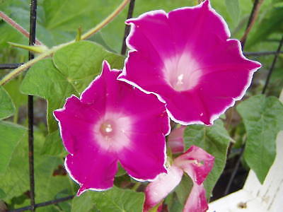 Name:  Morning-Glory-Ipomoea-Japanese-Red-Picotee-8-seeds.jpg
Views: 1319
Size:  21.2 KB