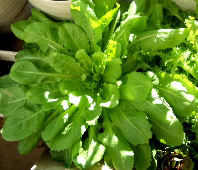 Name:  Escarole Verde Florentina 3-20a.jpg
Views: 1517
Size:  61.6 KB