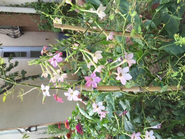 Name:  IMG_0307.jpg
Views: 591
Size:  65.7 KB