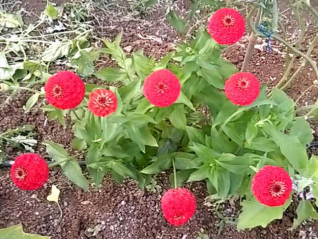 Name:  lilliput2.jpg
Views: 655
Size:  70.4 KB