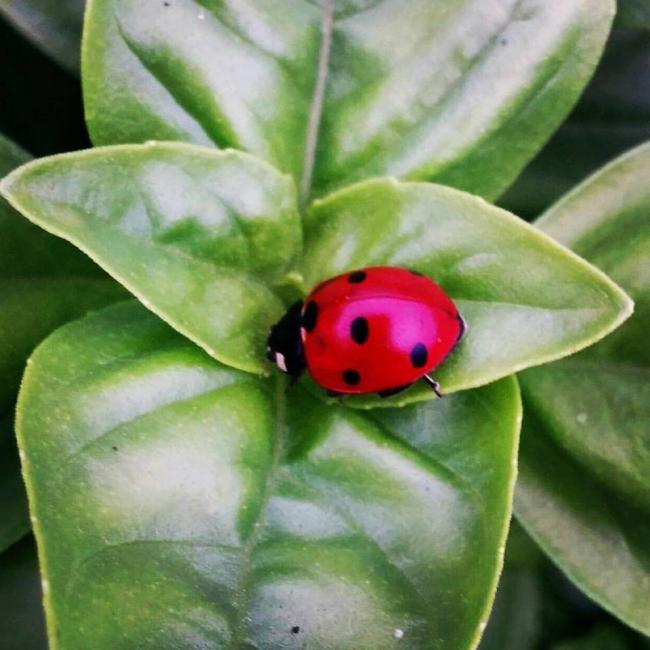 Name:  Genovese Basil.jpg
Views: 3925
Size:  48.6 KB