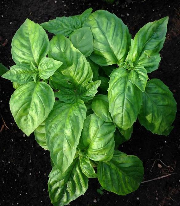 Name:  Genovese Basil II.jpg
Views: 3832
Size:  66.0 KB