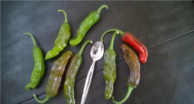 Name:  pepperonchini.jpg
Views: 1384
Size:  29.1 KB