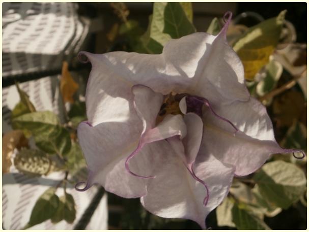 Name:  Datura sp..jpg
Views: 2699
Size:  33.9 KB