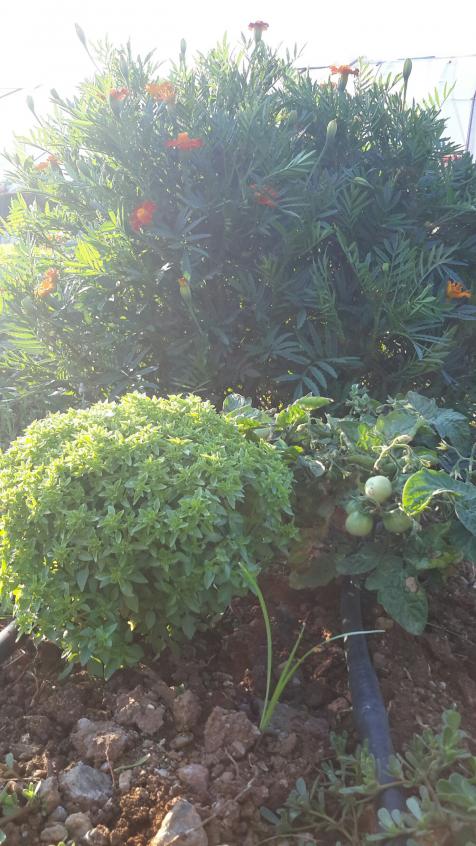Name:  20160609_185511-1377x2448.jpg
Views: 488
Size:  75.9 KB