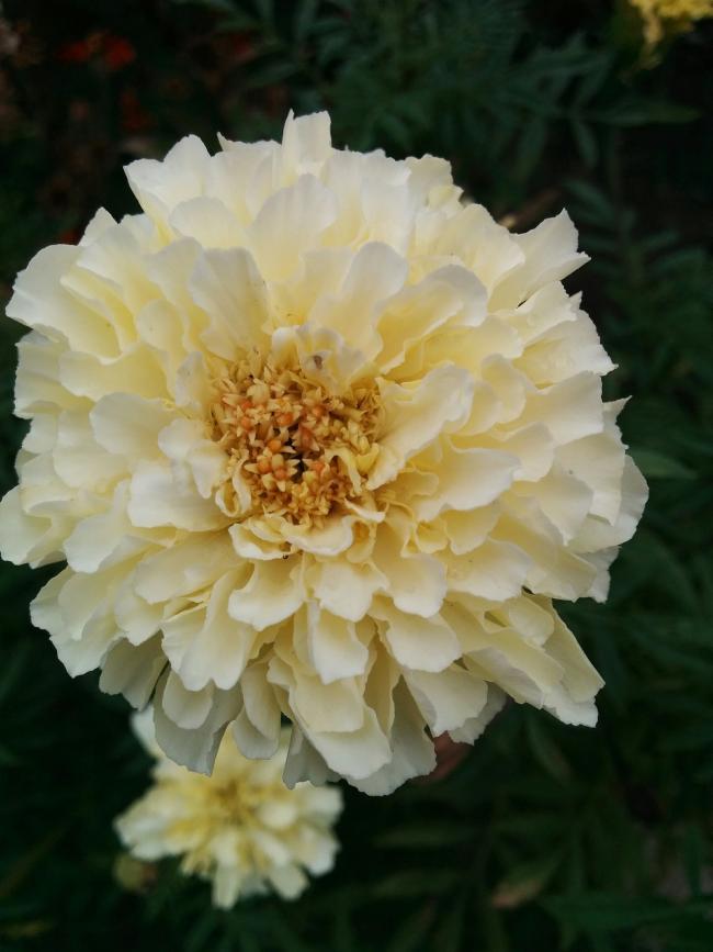 Name:  Kilimanjaro White I.jpg
Views: 3500
Size:  50.0 KB
