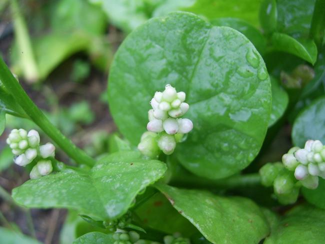 Name:  Green Malabar I.jpg
Views: 3367
Size:  36.8 KB
