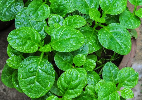 Name:  Green Malabar II.jpg
Views: 3400
Size:  70.3 KB