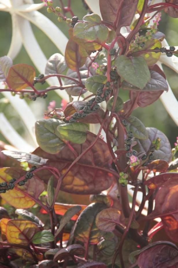 Name:  Red Malabar I.jpg
Views: 3257
Size:  72.2 KB