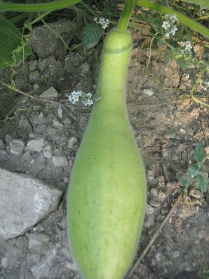 Name:  haylankbk.jpg
Views: 1585
Size:  38.6 KB