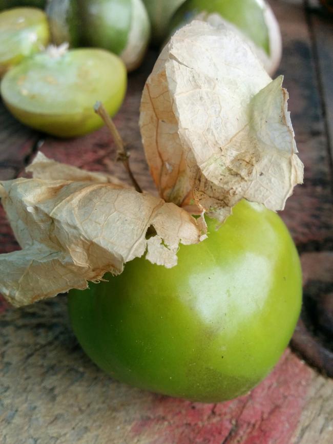 Name:  Tomatillo I.jpg
Views: 4440
Size:  58.7 KB
