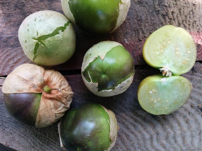 Name:  Tomatillo II.jpg
Views: 4261
Size:  54.7 KB