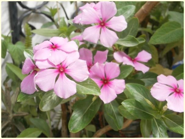 Name:  Catharanthus roseus - Rozet iei.jpg
Views: 2964
Size:  39.1 KB