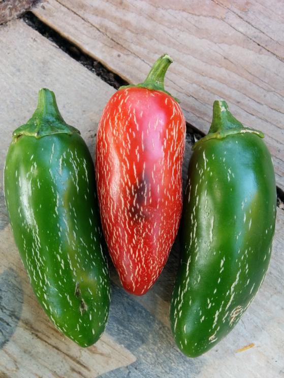 Name:  Jalapeno I.jpg
Views: 3631
Size:  73.7 KB