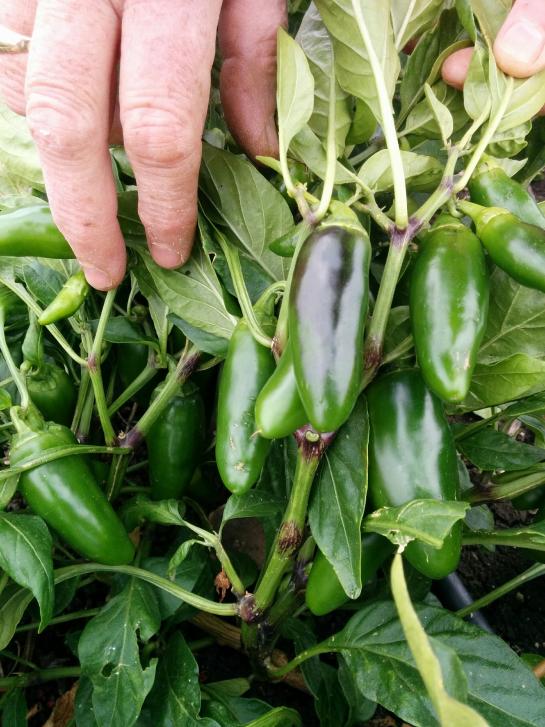 Name:  Jalapeno II.jpg
Views: 2896
Size:  75.1 KB