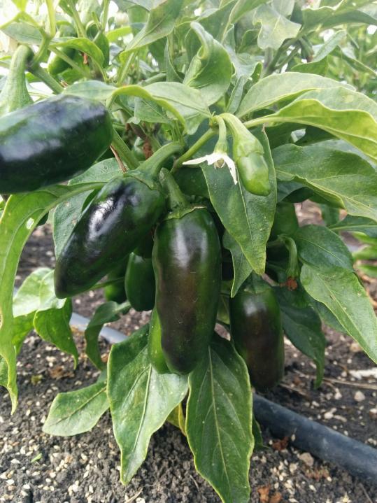 Name:  Jalapeno III.jpg
Views: 2797
Size:  75.4 KB