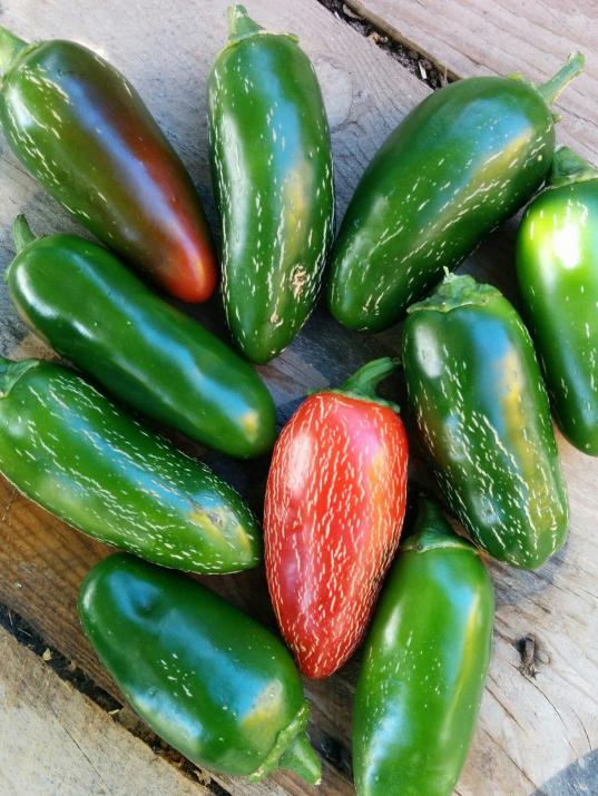 Name:  Jalapeno IV.jpg
Views: 2945
Size:  74.7 KB