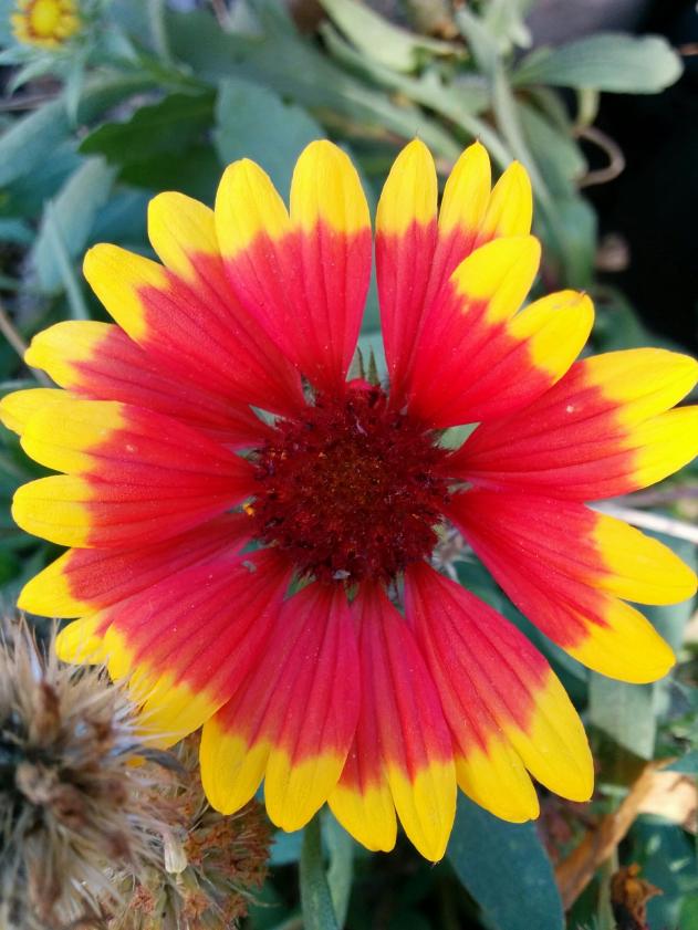 Name:  Gaillardia I.jpg
Views: 4304
Size:  70.8 KB