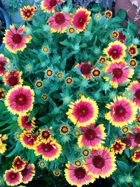 Name:  Gaillardia II.jpg
Views: 3216
Size:  80.3 KB