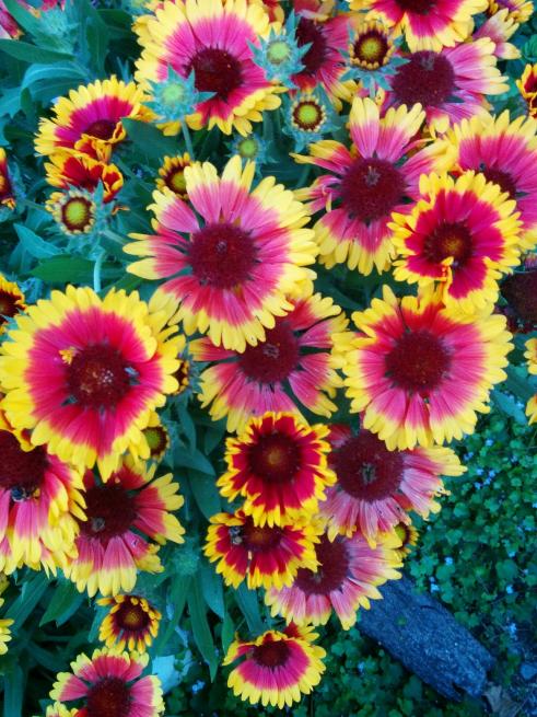 Name:  Gaillardia III.jpg
Views: 3250
Size:  79.3 KB