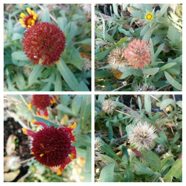 Name:  Gaillardia COLLAGE.jpg
Views: 3175
Size:  72.5 KB