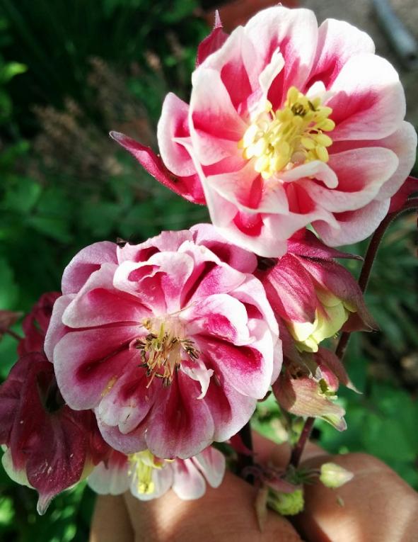 Name:  Haseki Kpesi I.jpg
Views: 2683
Size:  64.9 KB