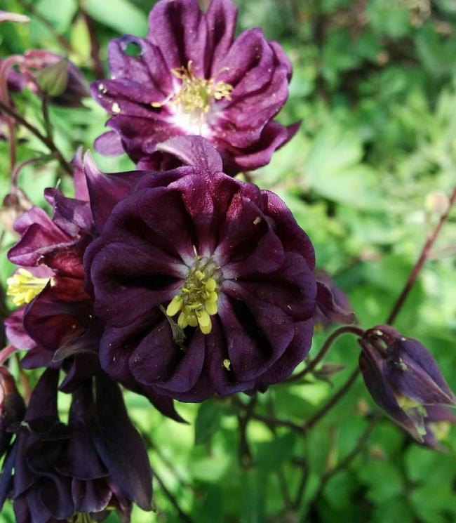 Name:  Haseki Kpesi IV.jpg
Views: 2731
Size:  65.6 KB