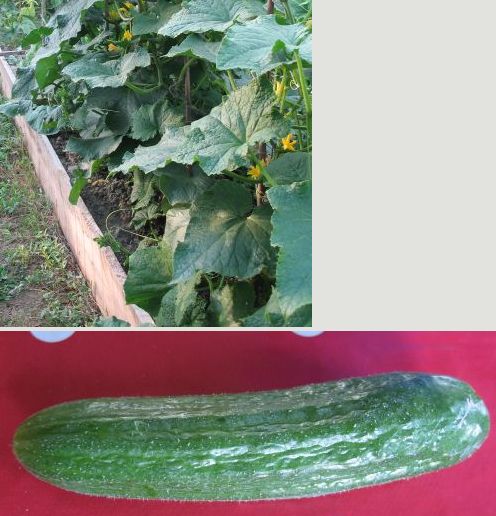 Name:  salatalk_sakagun_01.jpg
Views: 848
Size:  51.7 KB
