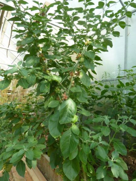 Name:  ashwagandha.jpg
Views: 1717
Size:  59.4 KB