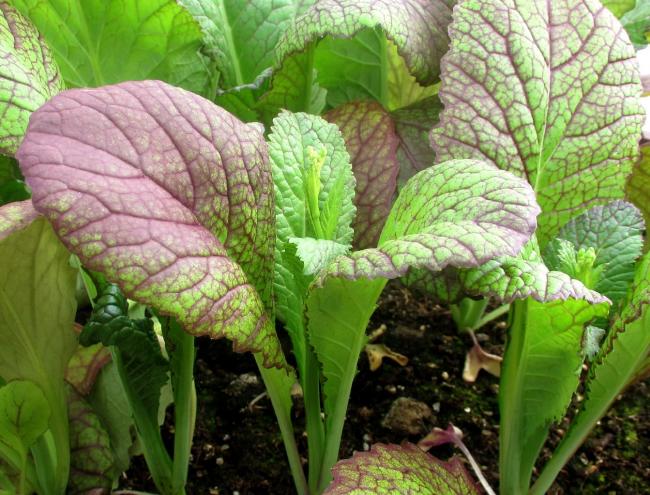 Name:  giant-red-japanese-mustard-01.jpg
Views: 952
Size:  67.7 KB