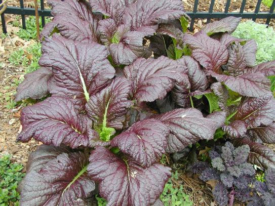 Name:  Giant-red-mustard-4-1.jpg
Views: 1201
Size:  71.2 KB