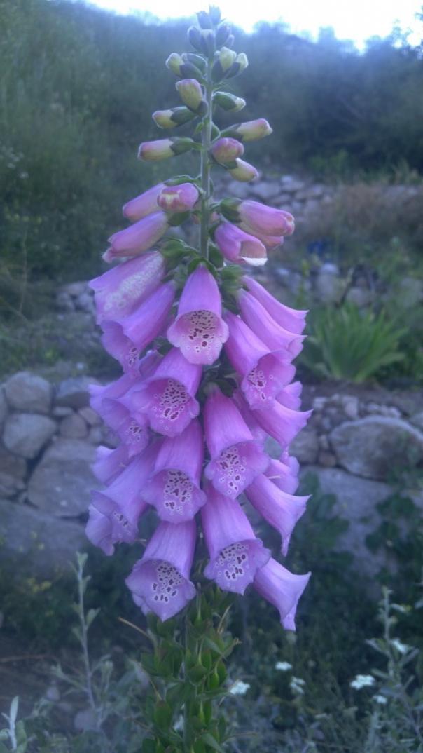 Name:  Yüksük Otu (Digitalis purpurea).jpg
Views: 1341
Size:  63.8 KB