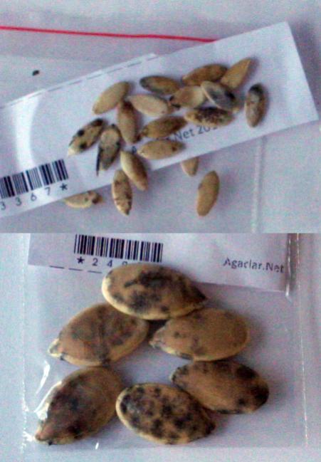 Name:  kuru.jpg
Views: 382
Size:  40.2 KB