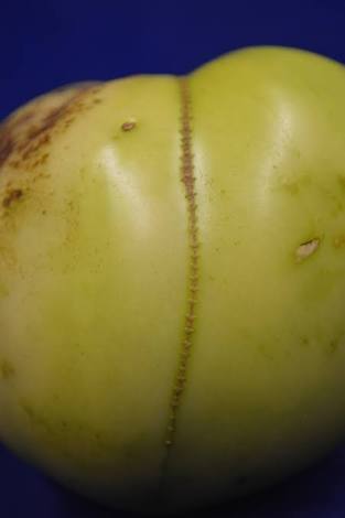Name:  IMG_1116.JPG
Views: 738
Size:  13.2 KB
