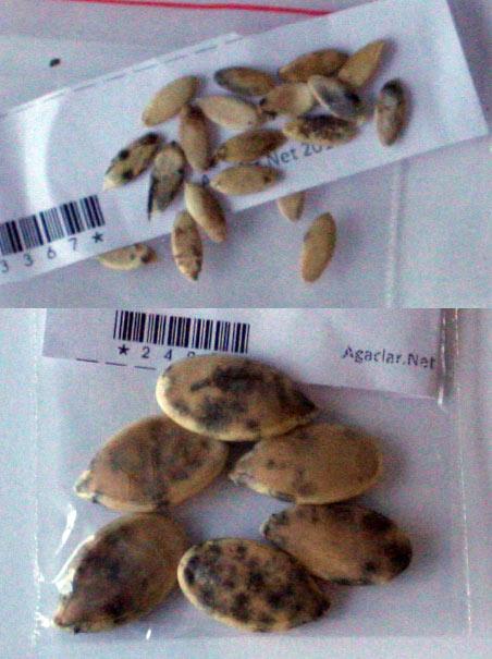 Name:  kuru2.jpg
Views: 496
Size:  65.8 KB