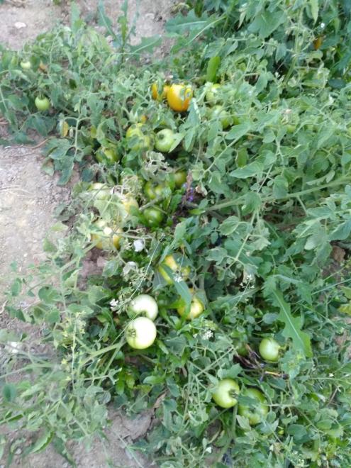 Name:  tnaztepe domatesi 1.jpg
Views: 2399
Size:  78.2 KB
