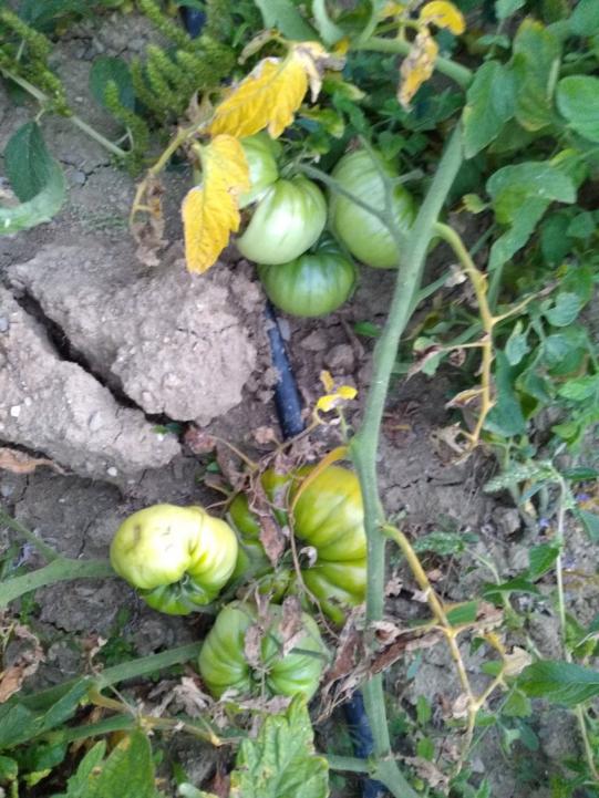 Name:  tnaztepe domatesi 2.jpg
Views: 2135
Size:  76.2 KB