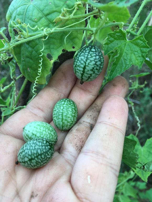 Name:  Sour Gherkin I.jpg
Views: 4681
Size:  72.7 KB