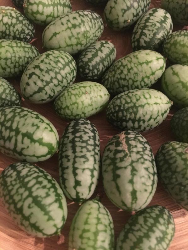 Name:  Sour Gherkin II.jpg
Views: 4396
Size:  72.8 KB
