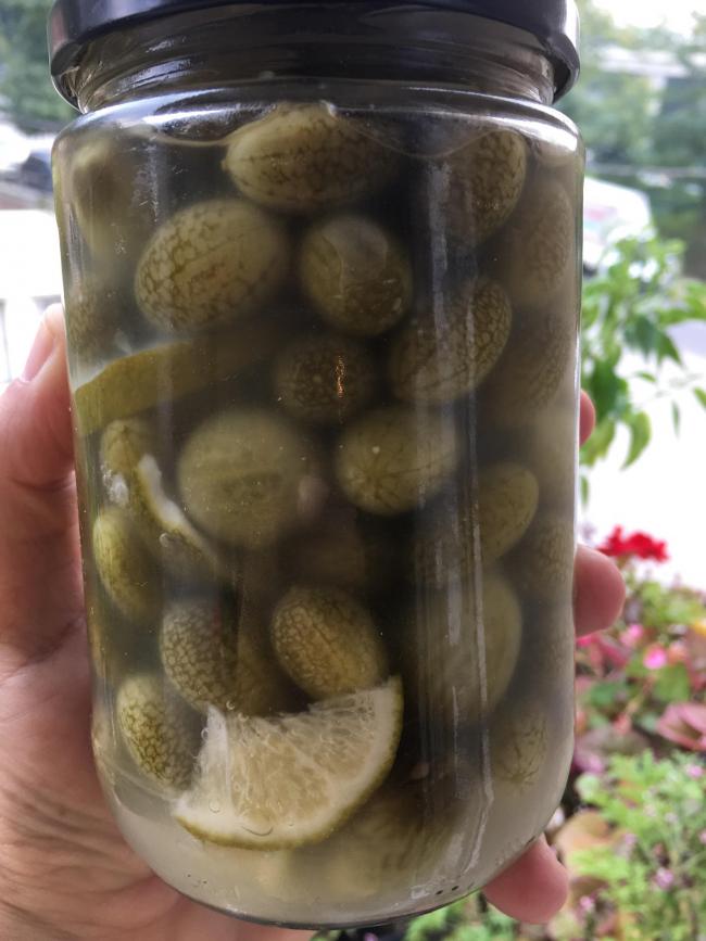 Name:  Sour Gherkin III.jpg
Views: 4384
Size:  58.9 KB