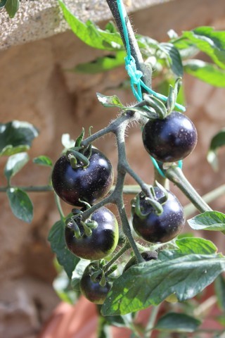 Name:  indigo1.jpg
Views: 940
Size:  69.7 KB