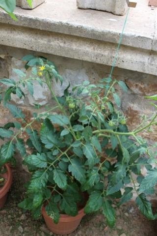 Name:  turuncu1.jpg
Views: 848
Size:  45.6 KB