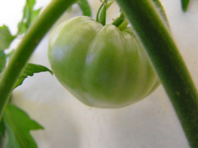 Name:  Lemony.jpg
Views: 885
Size:  49.1 KB