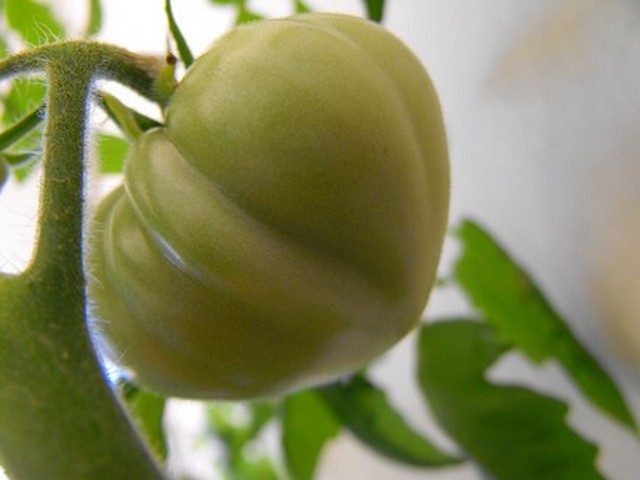 Name:  lemony1.jpg
Views: 842
Size:  52.5 KB