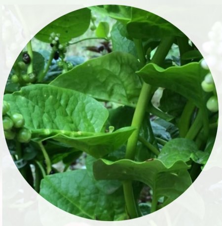 Name:  malabar-1.jpg
Views: 1179
Size:  35.9 KB