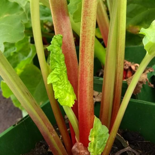 Name:  Rhubarb_Victoria.jpg
Views: 3084
Size:  53.4 KB