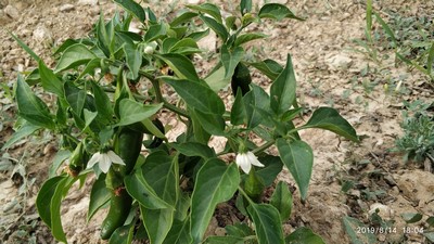Name:  jalapeno.jpg
Views: 544
Size:  60.4 KB